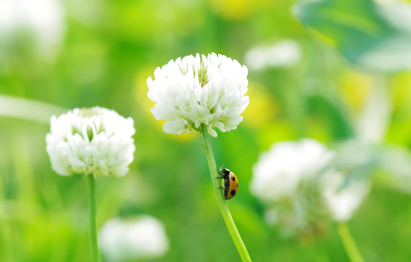 Photo wallpaper macro, nature, clover, ladybug