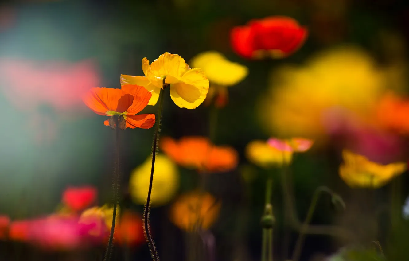 Photo wallpaper field, Maki, petals, stem, meadow, haze