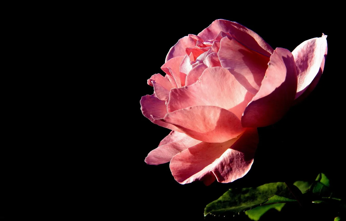 Photo wallpaper flowers, roses, black background