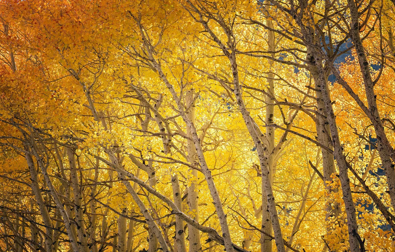 Photo wallpaper autumn, trees, nature