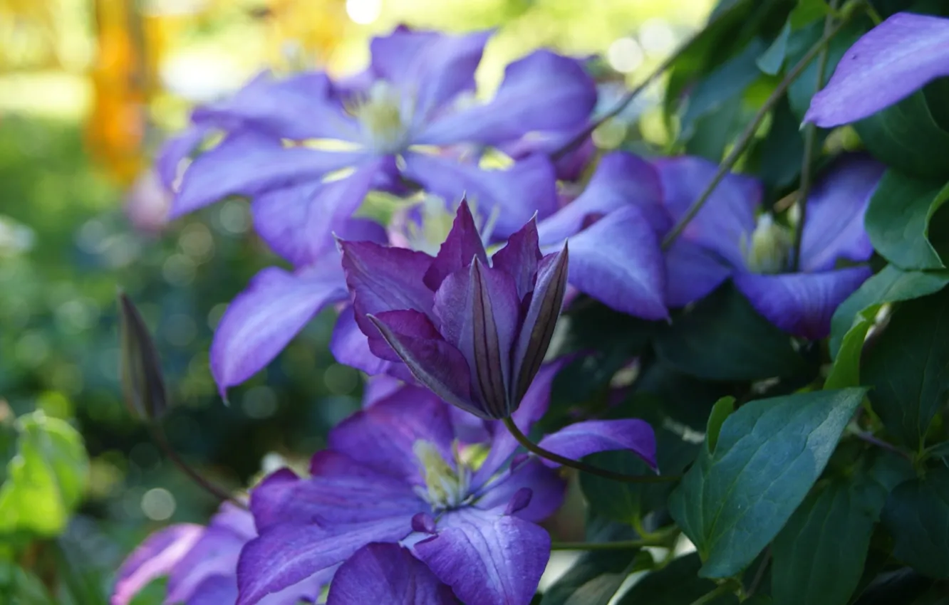 Photo wallpaper summer, leaves, flowers, blur, bokeh, clematis