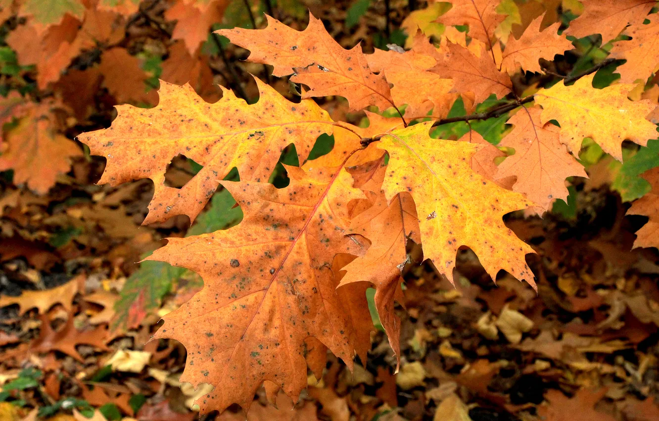 Photo wallpaper autumn, leafs, fall, twig