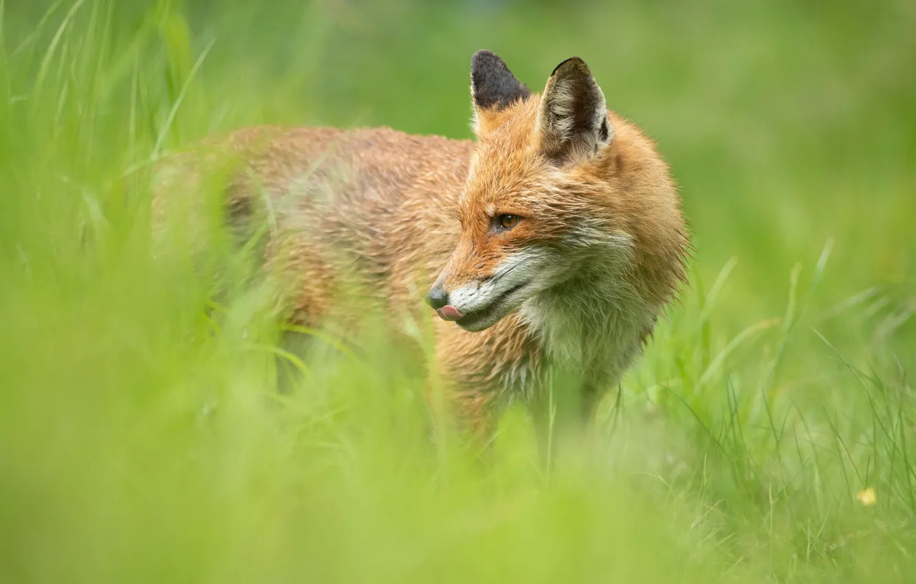 Photo wallpaper greens, language, grass, look, face, nature, pose, background