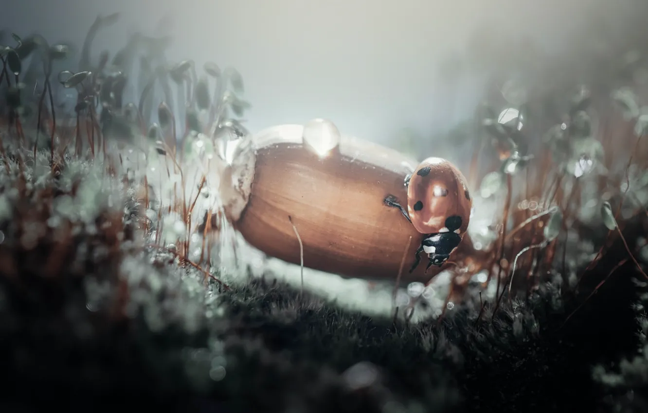 Photo wallpaper drops, Rosa, ladybug, insect, nuts, hazelnuts