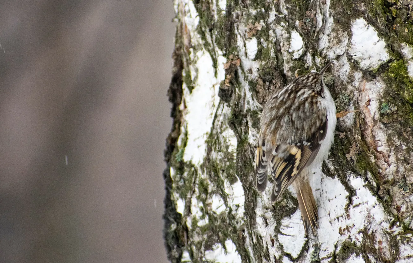 Photo wallpaper tree, bird, blurred background, pika
