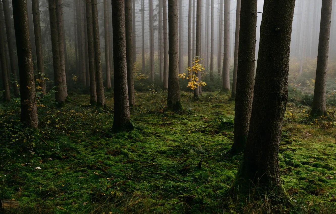 Photo wallpaper forest, trees, nature, fog