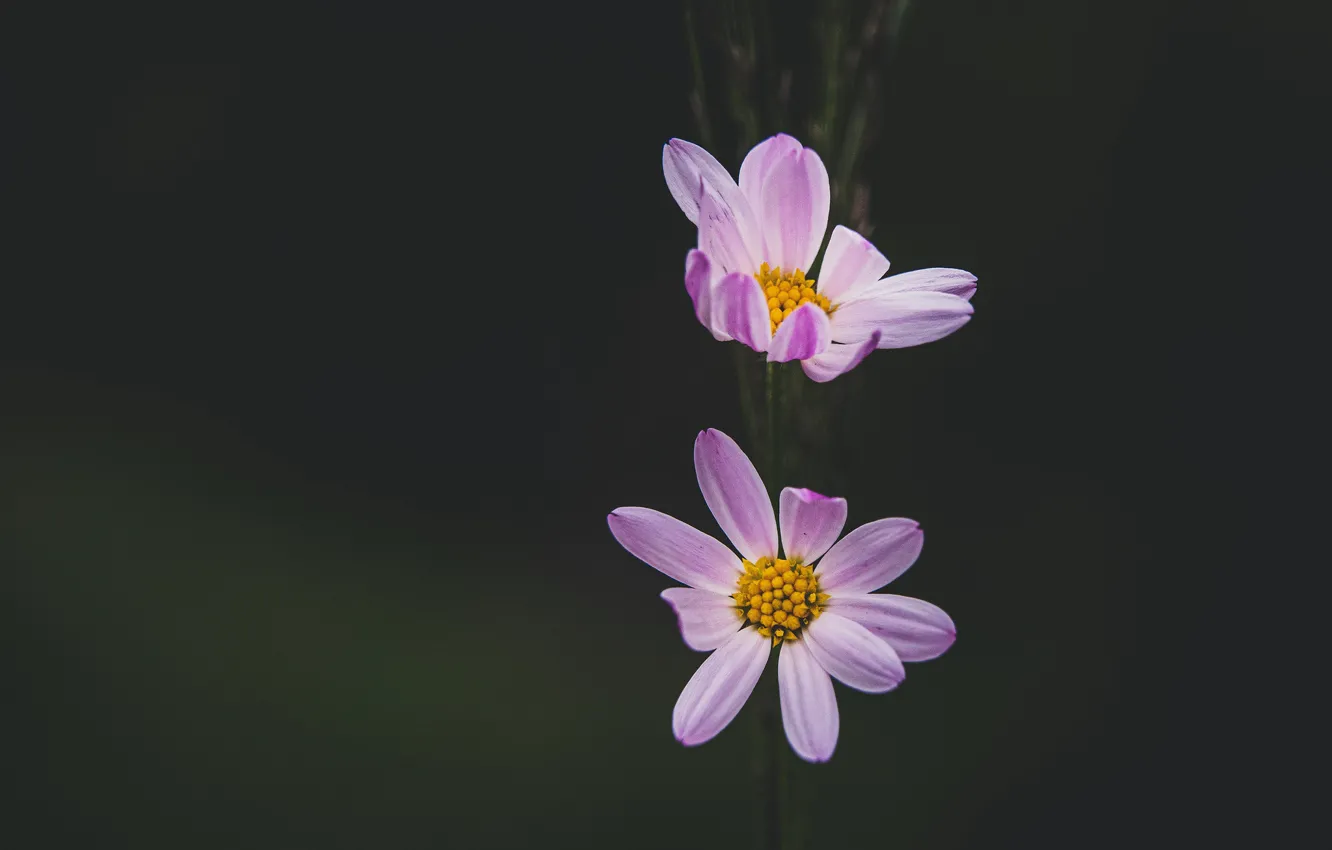 Photo wallpaper macro, chamomile, Rodrigo Godinez, black background