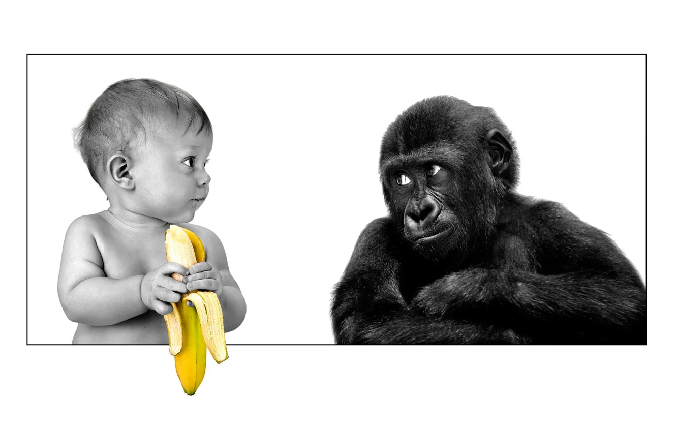 Photo wallpaper friendship, gorilla, banana, the person