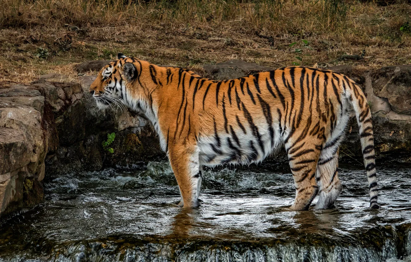 Photo wallpaper cat, grass, nature, tiger, wet, pose, stones, waterfall