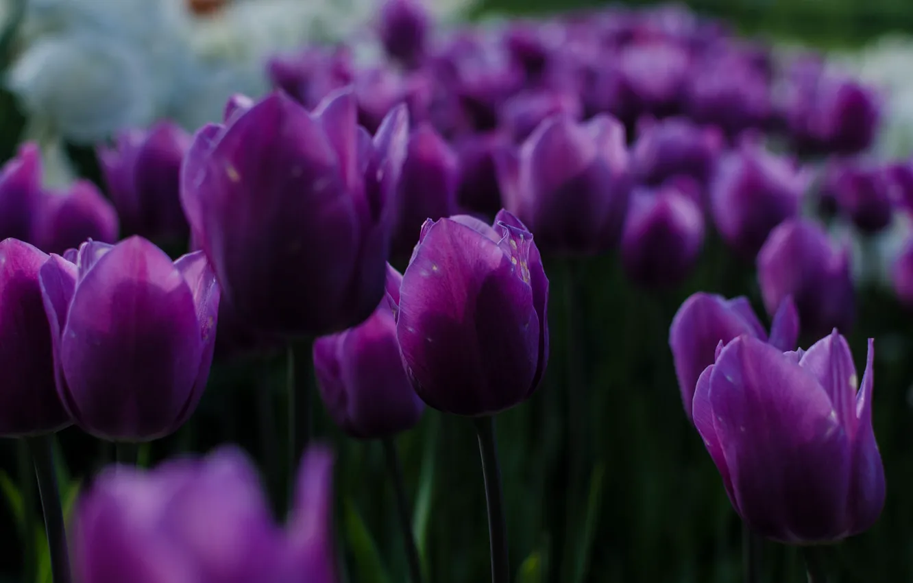 Photo wallpaper spring, garden, purple, tulips, flowerbed, bokeh
