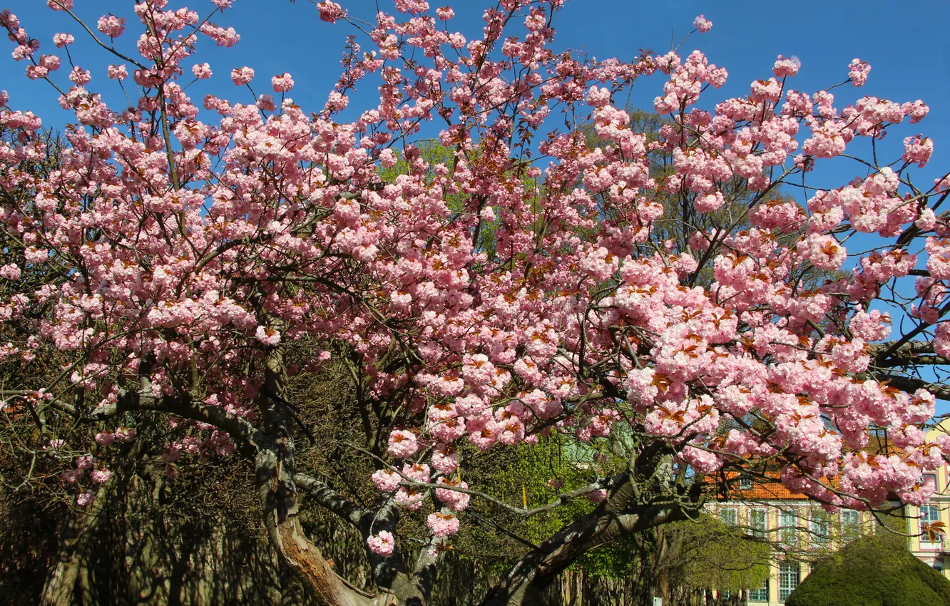 Photo wallpaper flower, pink, tree, spring, twigs, blooming