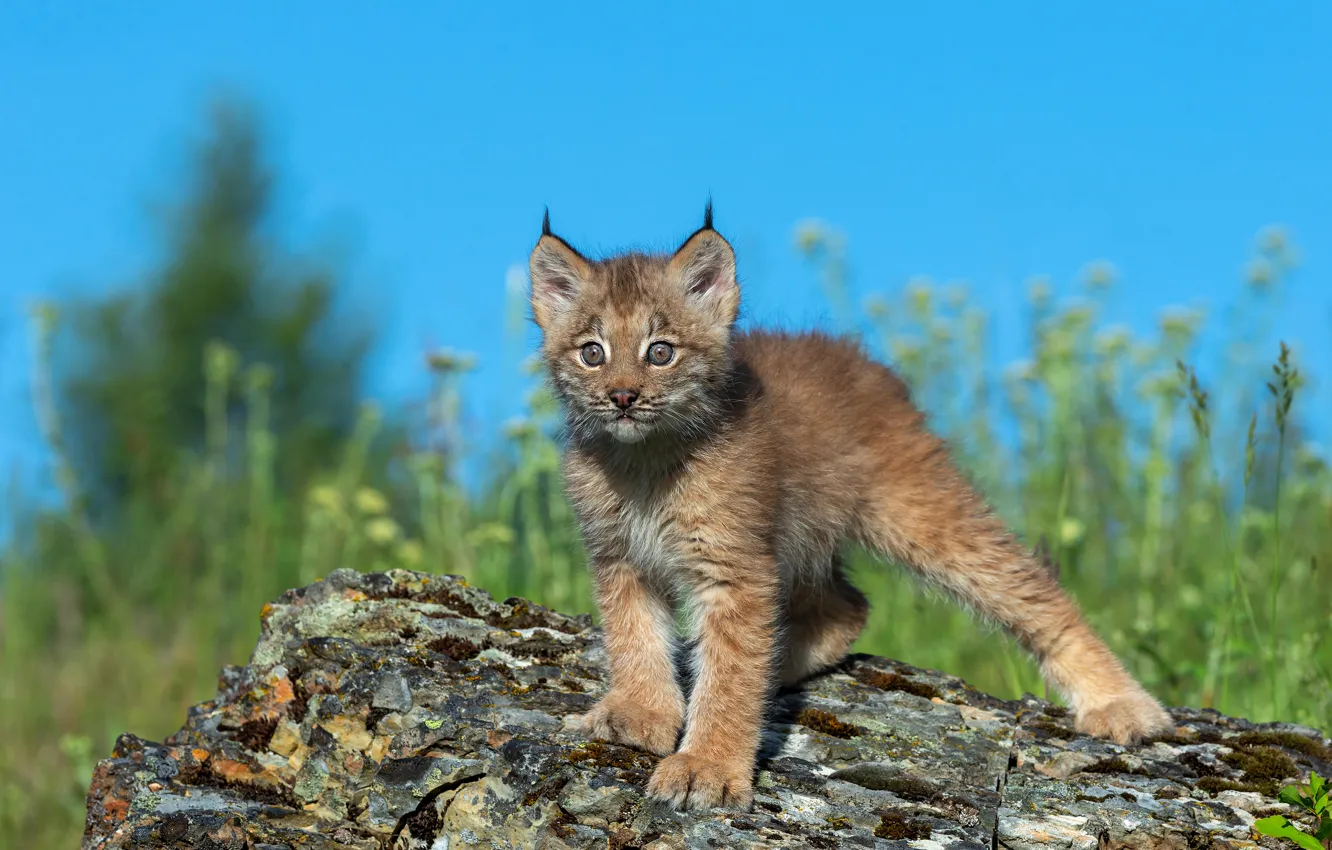 Photo wallpaper the sky, grass, look, pose, blue, baby, log, is