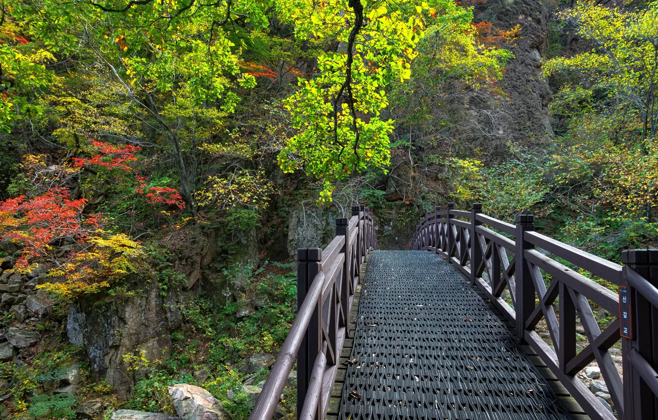 Photo wallpaper leaves, branches, bridge, Park, stones, the bushes, South Korea, Seoraksan National Park