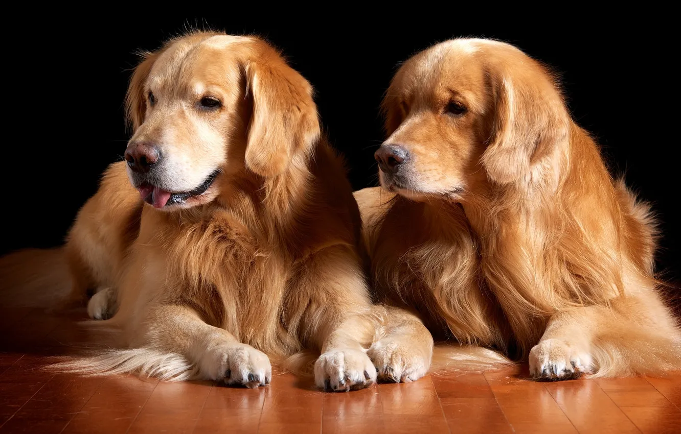 Photo wallpaper wool, pair, handsome, Golden Retriever