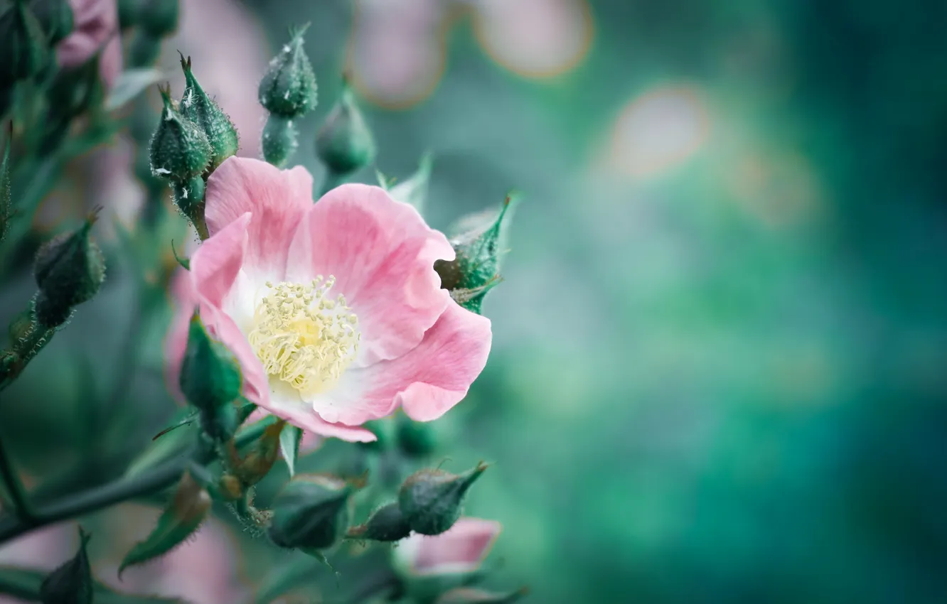 Photo wallpaper flowers, petals, pink