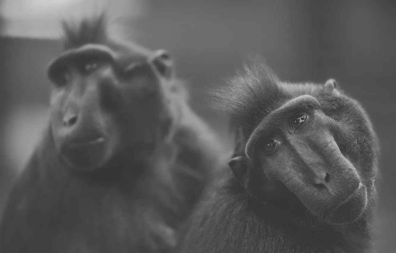 Photo wallpaper look, photo, one, two, b/W, monkey, looks