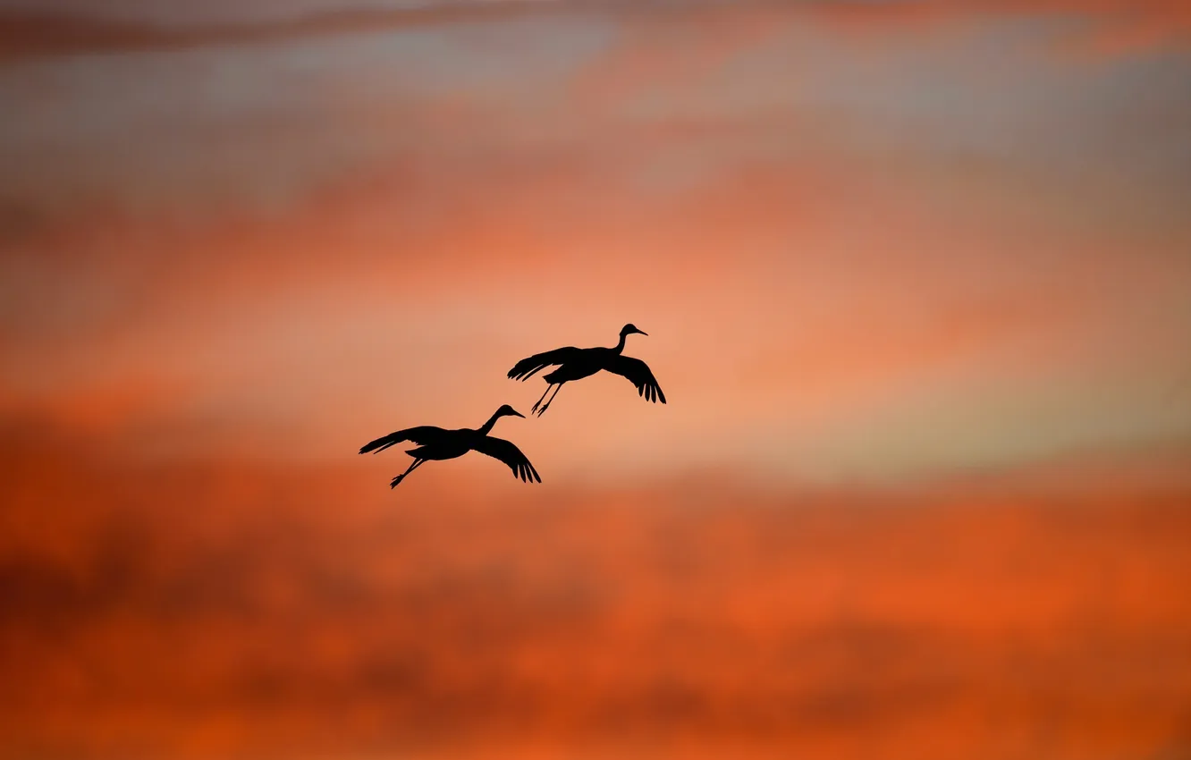 Photo wallpaper the sky, flight, bird