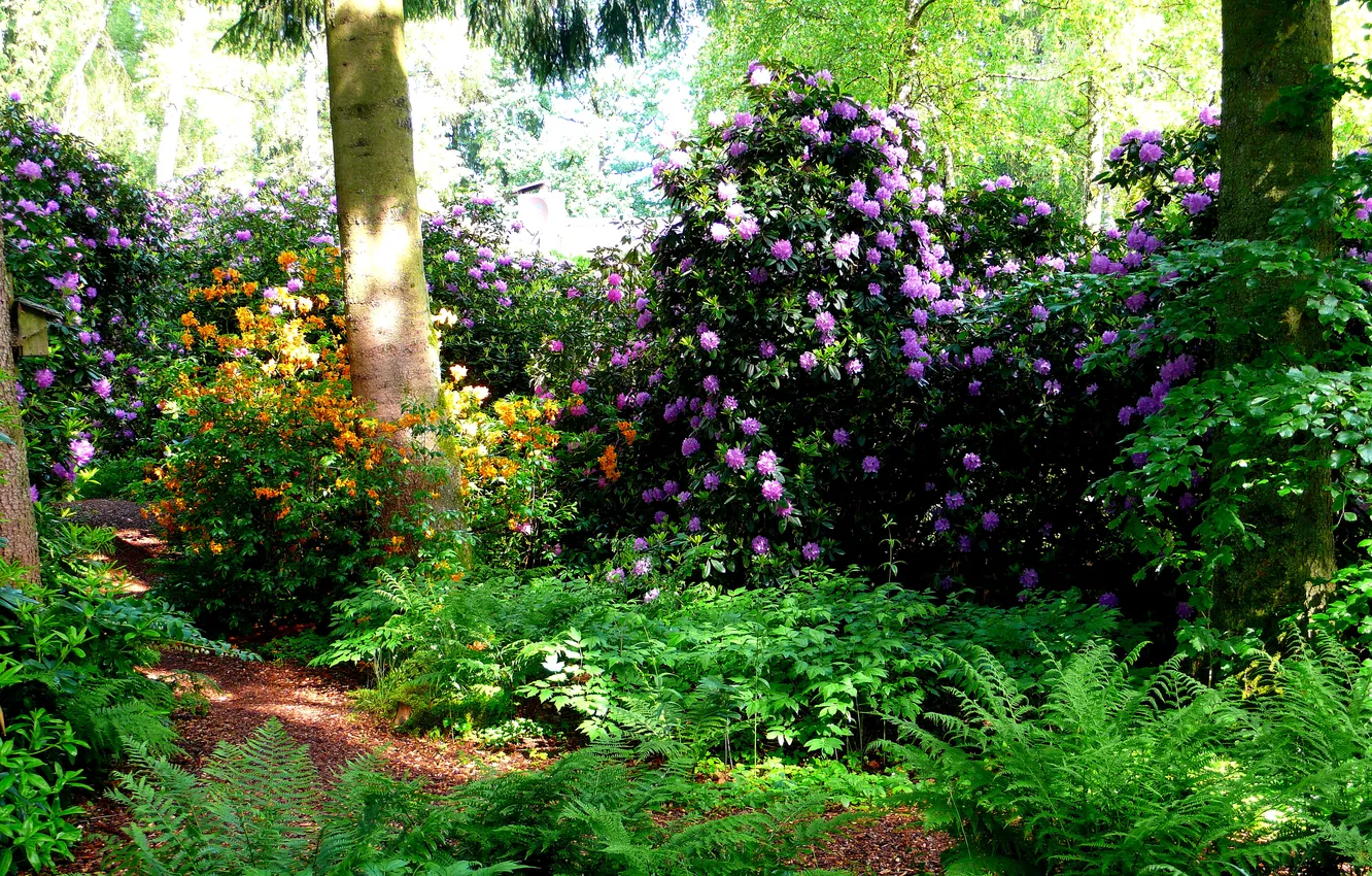 Photo wallpaper greens, grass, trees, flowers, Park, Switzerland, the bushes, rhododendrons