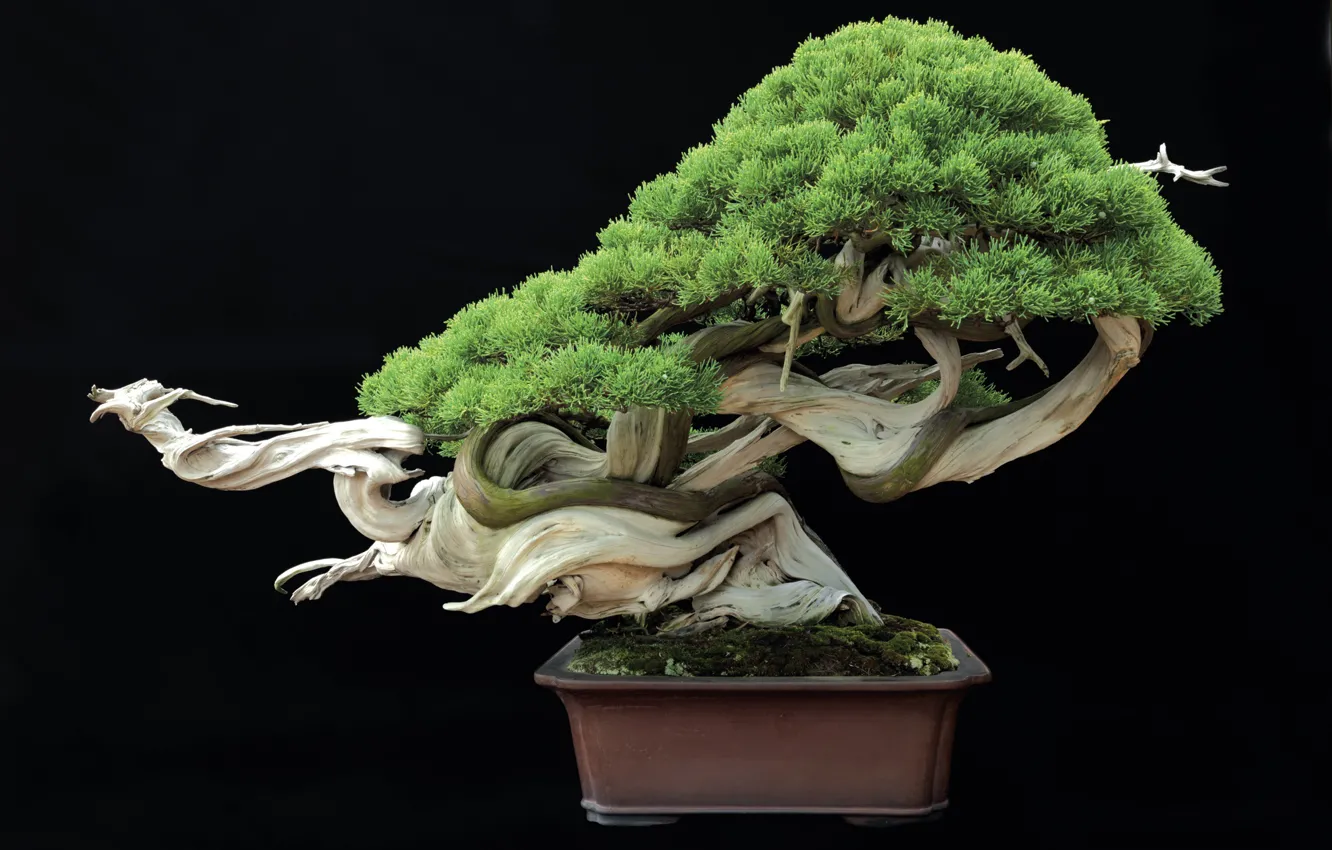 Photo wallpaper tray, cultivate, Bonsai