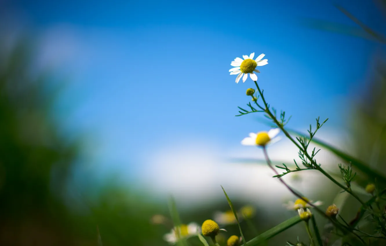 Photo wallpaper leaves, flowers, background, widescreen, Wallpaper, chamomile, blur, wallpaper