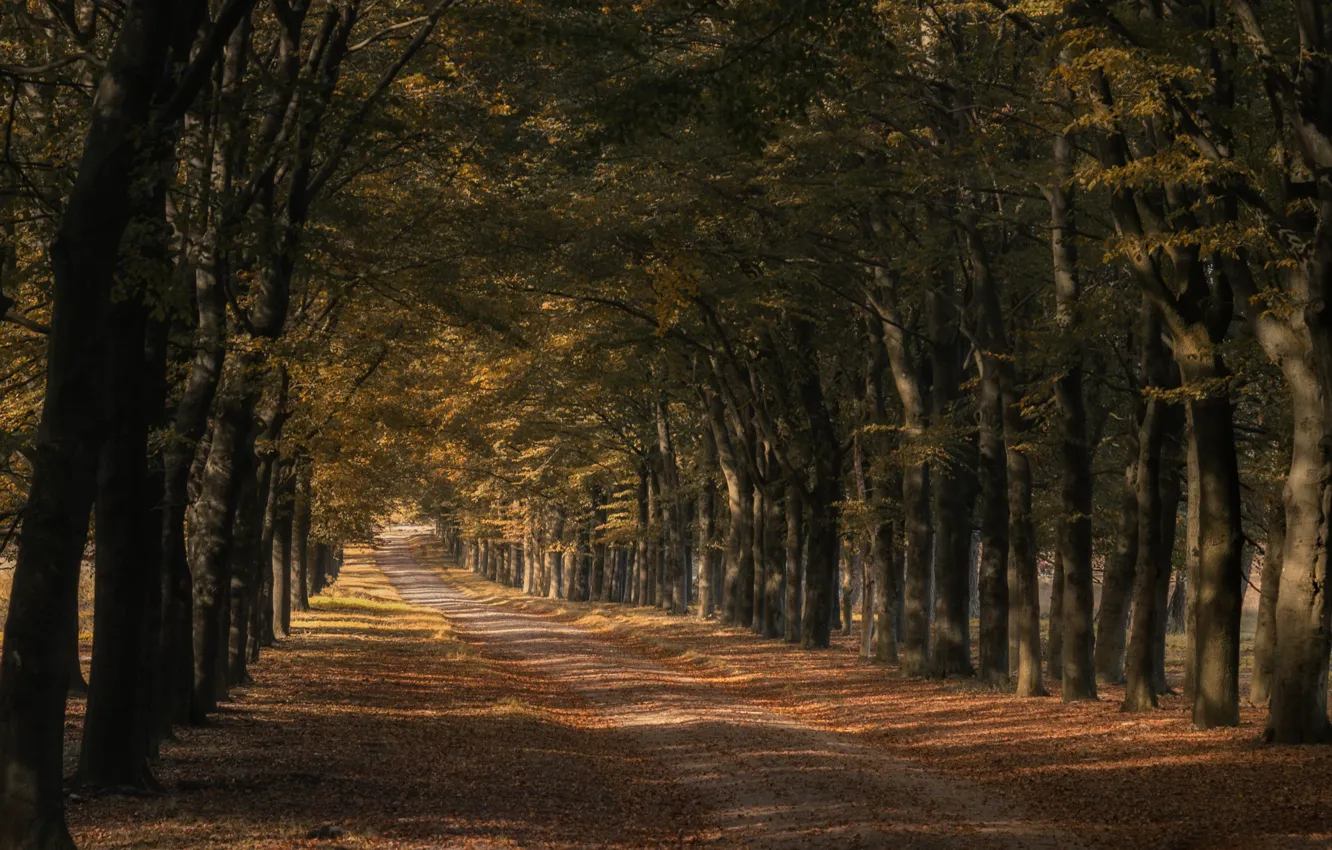Photo wallpaper road, trees, alley