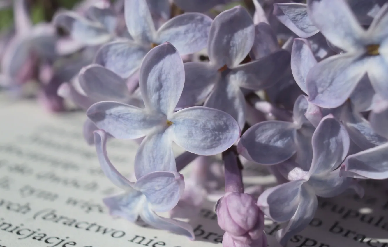 Photo wallpaper flower, book, lilac