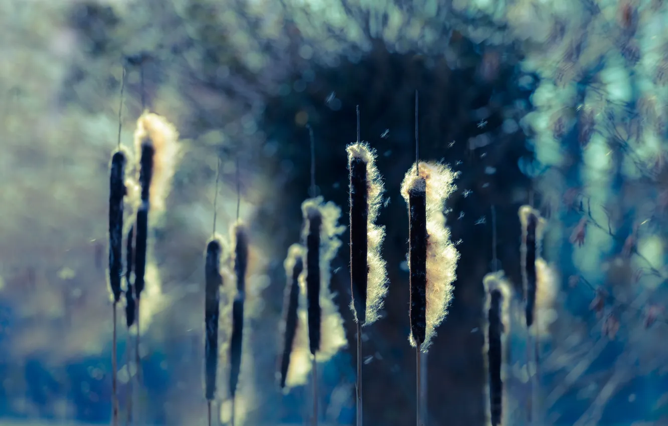 Photo wallpaper nature, background, reed