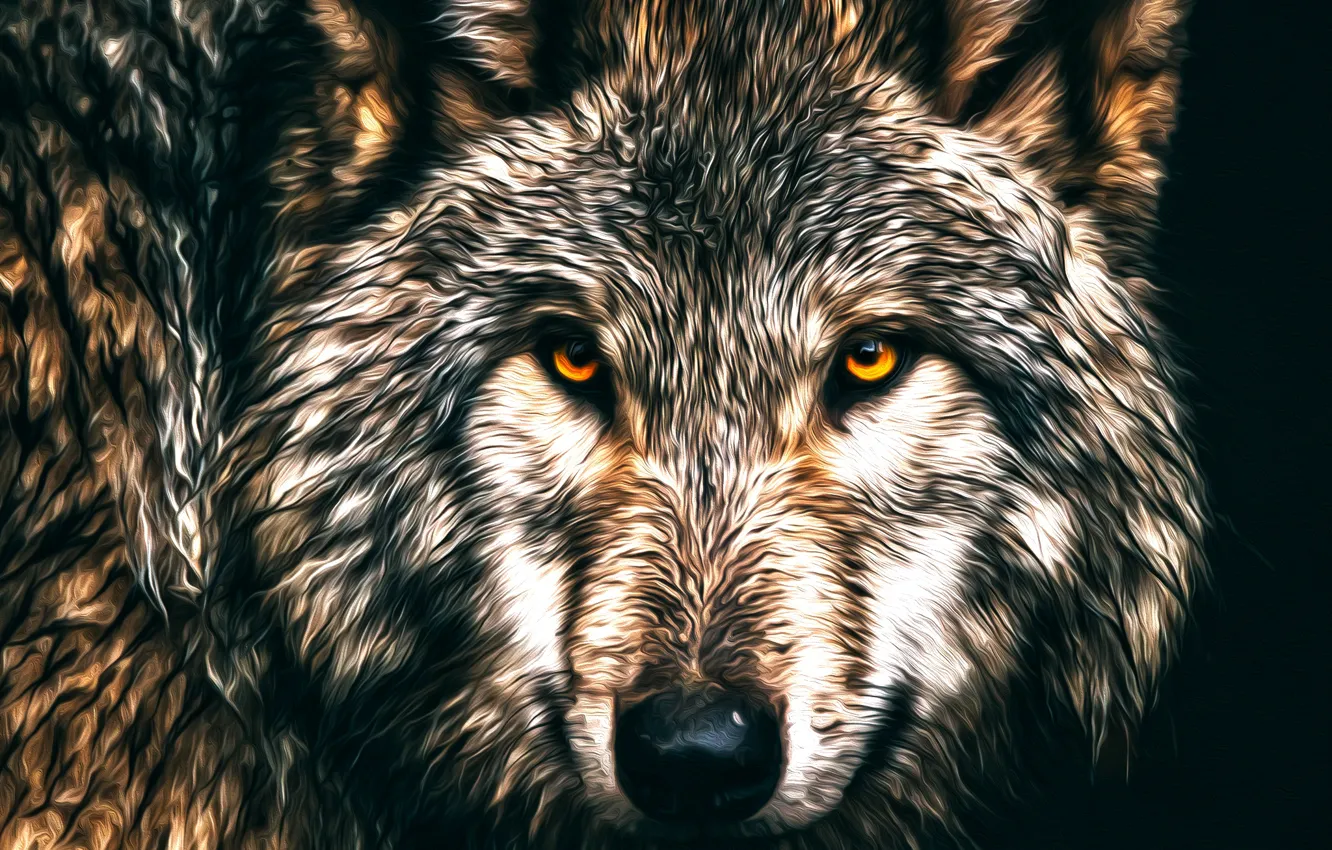 Photo wallpaper wolf, predator, wool