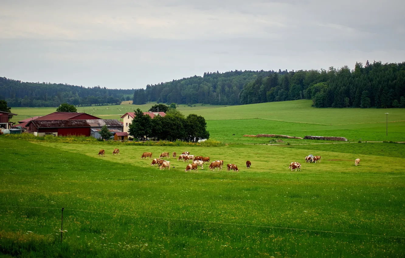 Photo wallpaper greens, field, forest, summer, the sky, clouds, trees, flowers