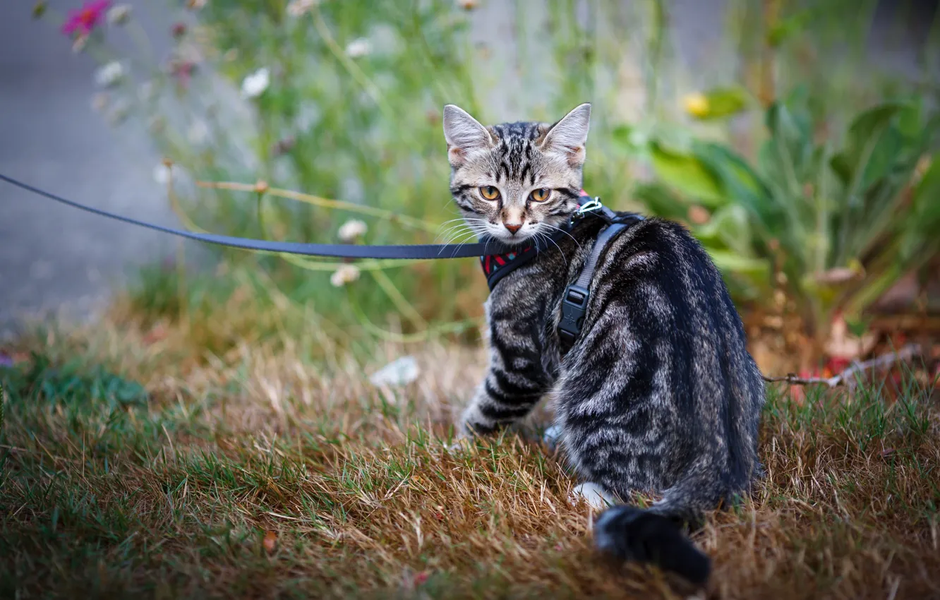 Photo wallpaper cat, grass, kitty, garden, leash, kitty