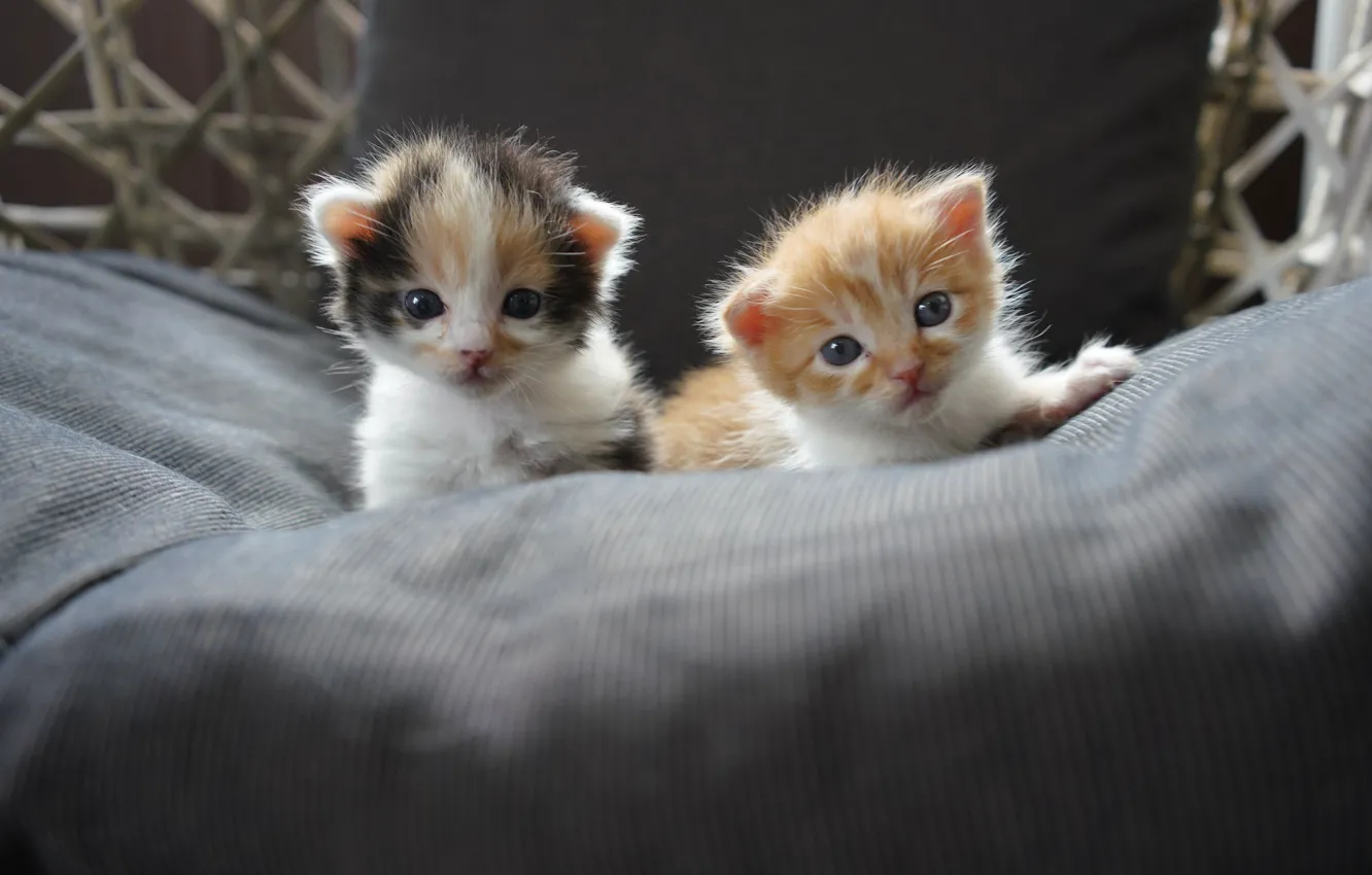 Photo wallpaper kittens, kids, a couple, two kittens