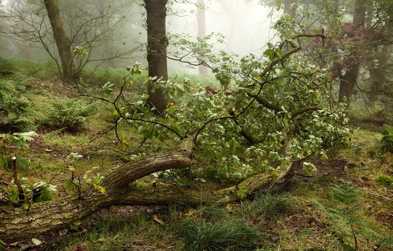 Photo wallpaper greens, forest, trees
