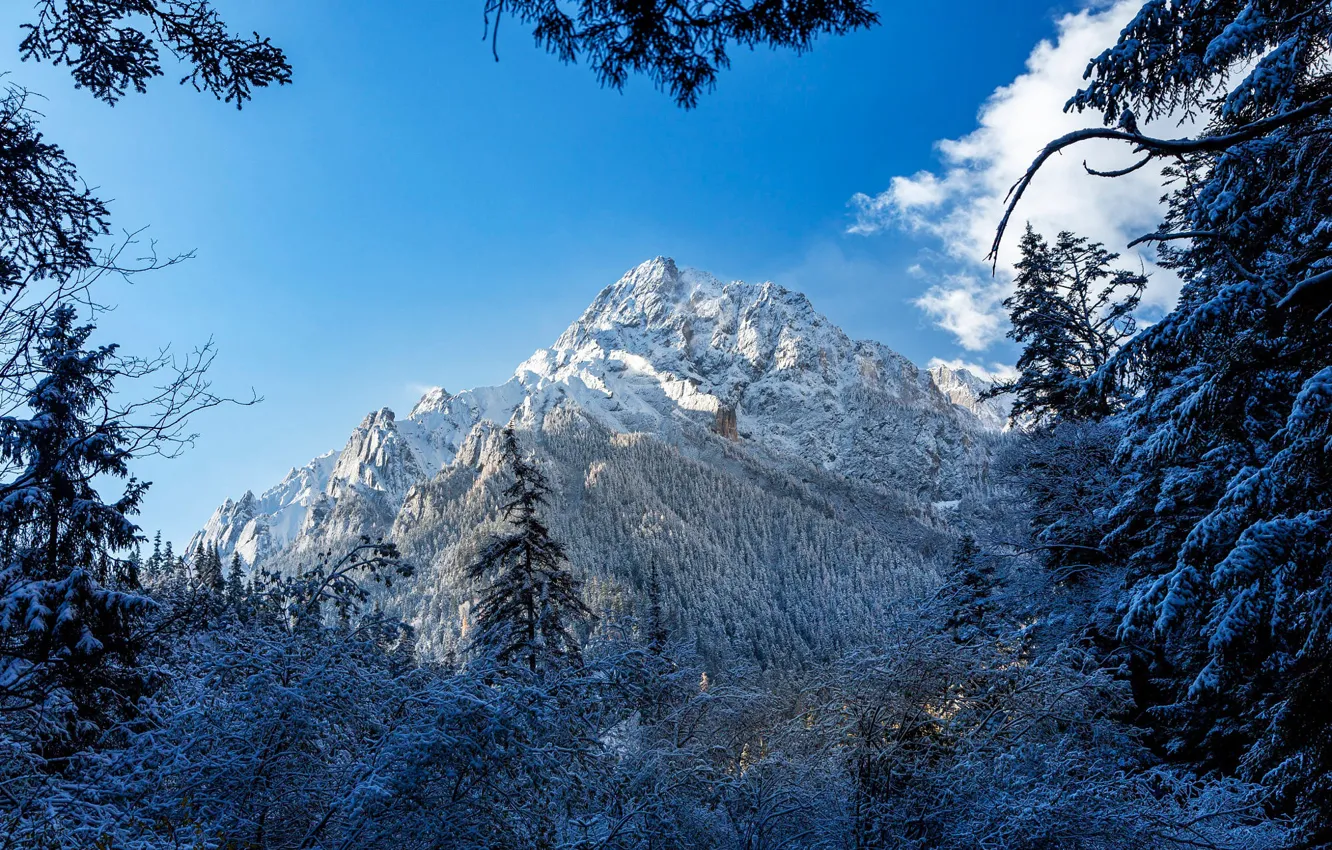 Photo wallpaper winter, forest, snow, mountains, blue