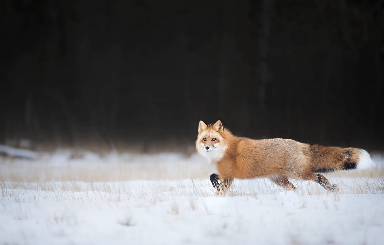 Photo wallpaper winter, snow, Fox, red