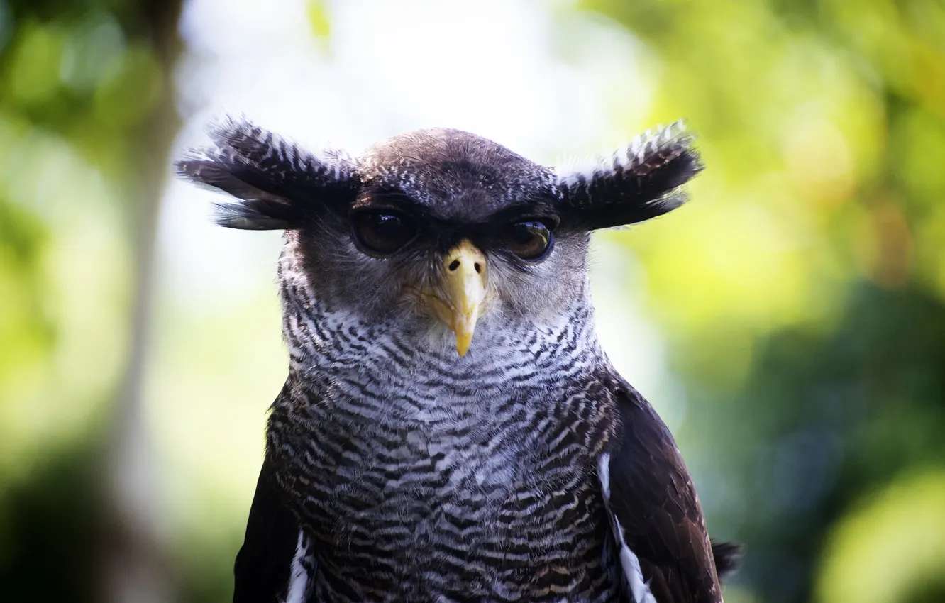 Photo wallpaper bird, predator, bokeh, edge, The Malay Owl