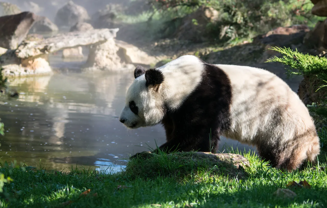 Photo wallpaper nature, bear, Panda