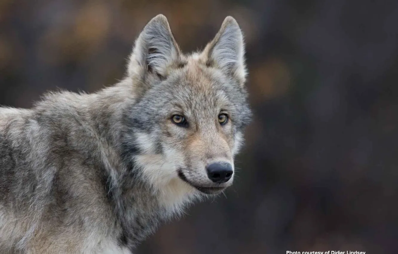 Photo wallpaper Predator, nature, snow, face, animal, wolf, canis lupus, wildlife