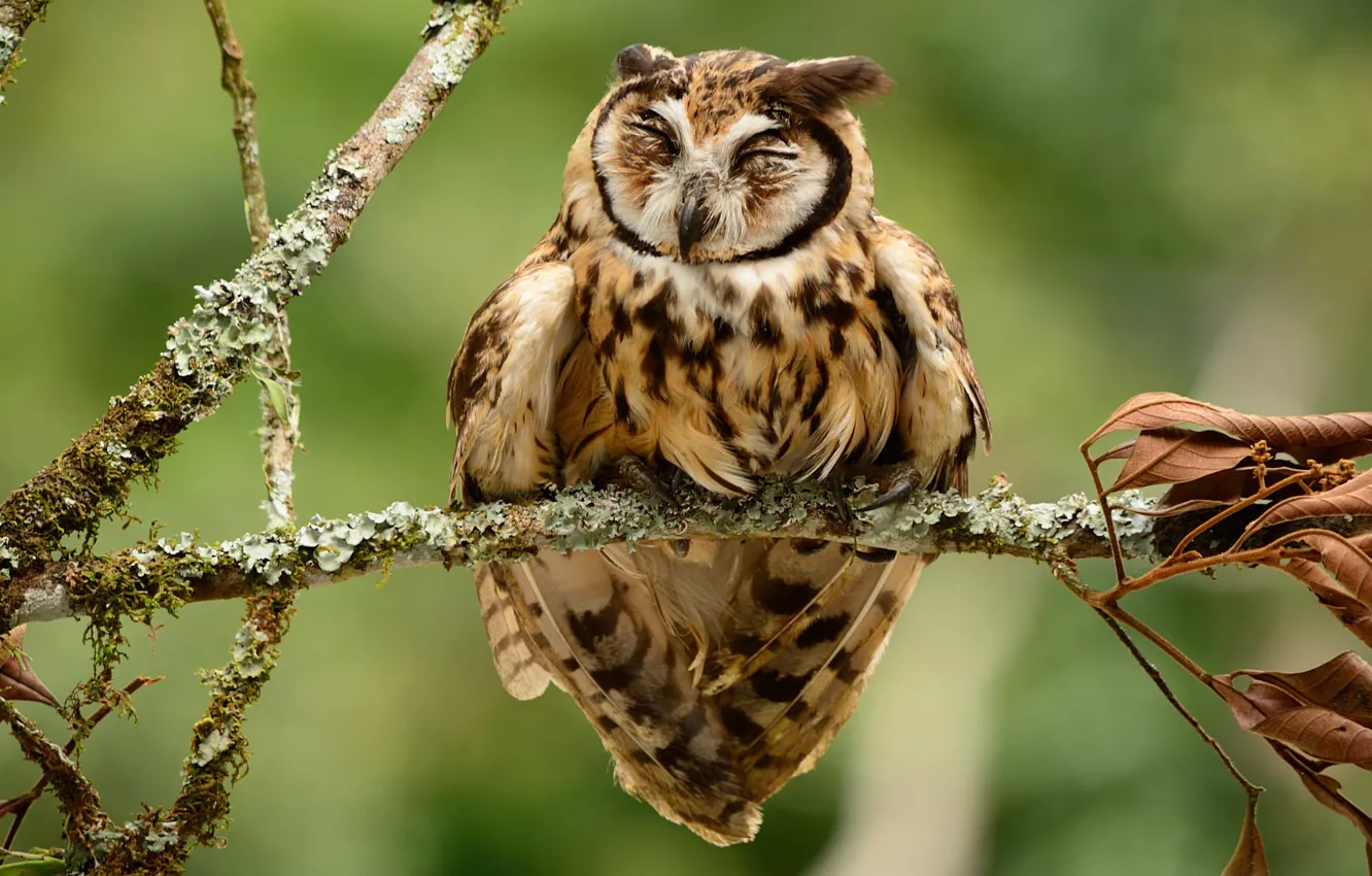 Photo wallpaper birds, owl, branch, striped owl