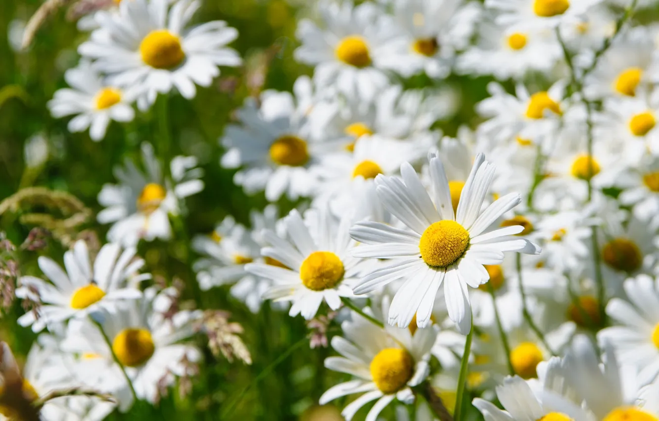 Photo wallpaper chamomile, petals, white
