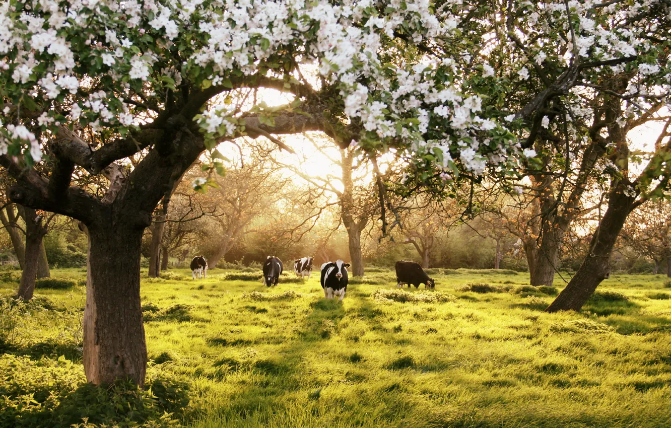 Photo wallpaper summer, landscape, garden, cows