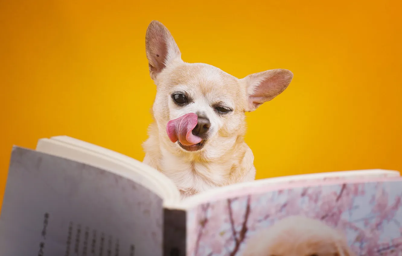 Photo wallpaper look, pose, dog, face