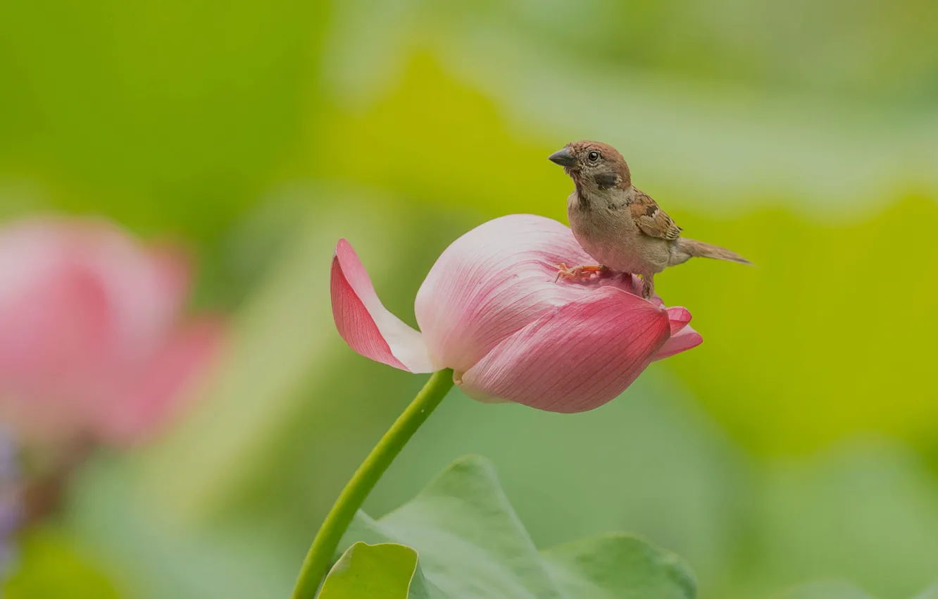 Photo wallpaper flowers, bird, Sparrow, Lotus