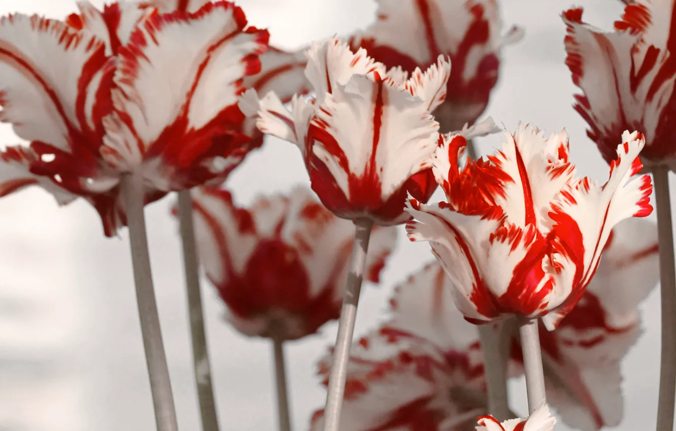 Photo wallpaper white, flowers, red, spring, tulips