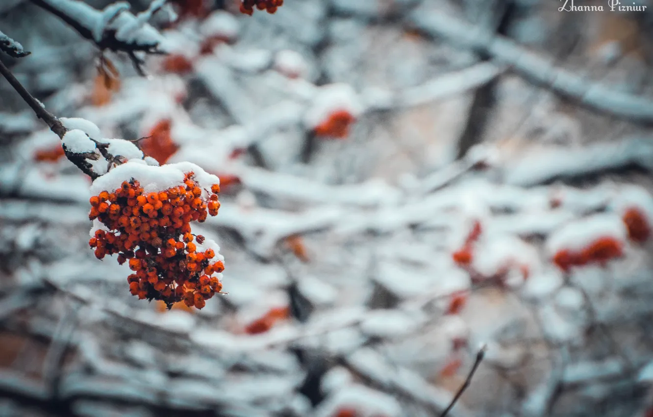 Photo wallpaper cold, winter, snow, trees, Rowan