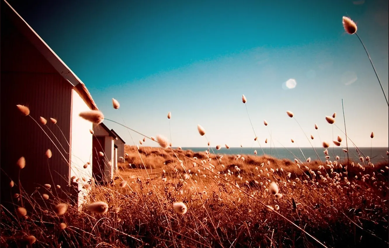 Photo wallpaper field, grass, home, treatment, day, image, Dry, bright. color