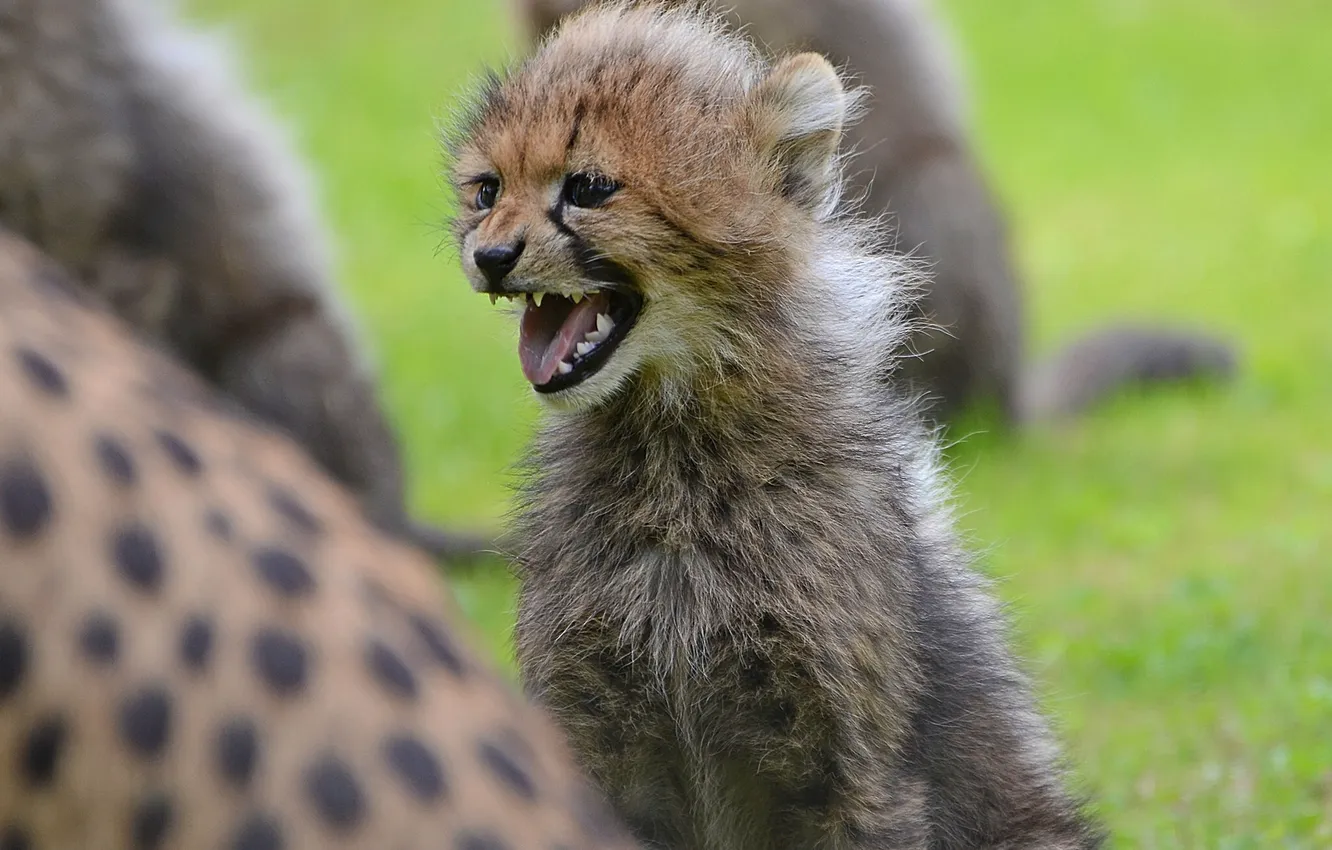 Photo wallpaper Cheetah, cub, kitty