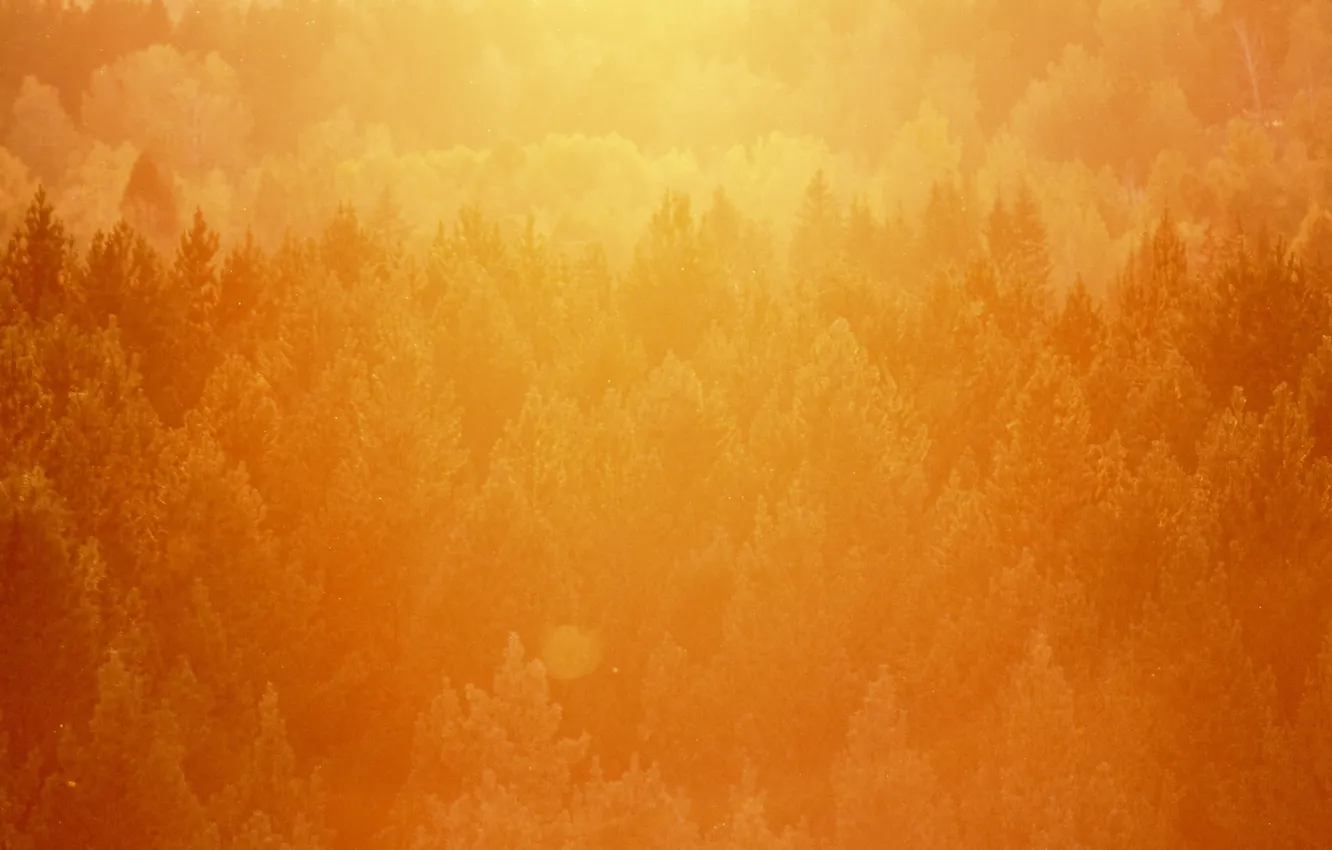 Photo wallpaper forest, light, trees, sunset, orange, heat, pine, the top