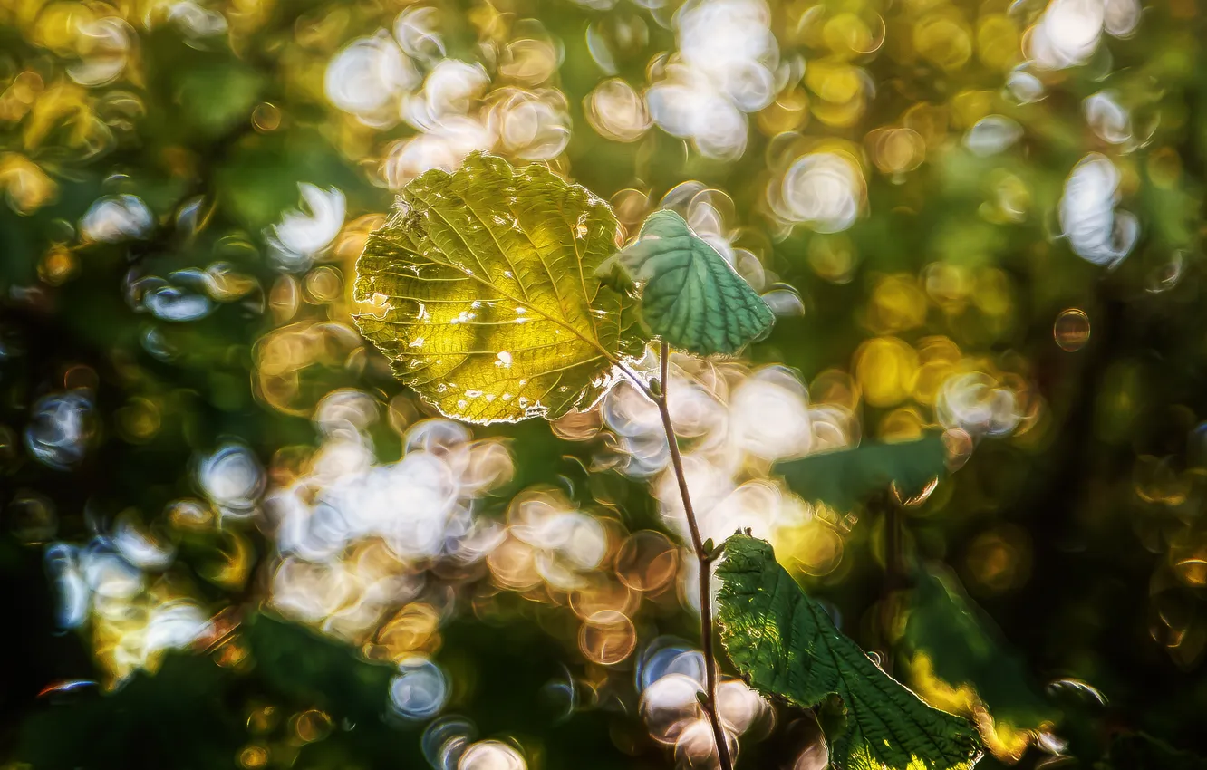 Photo wallpaper leaves, light, nature