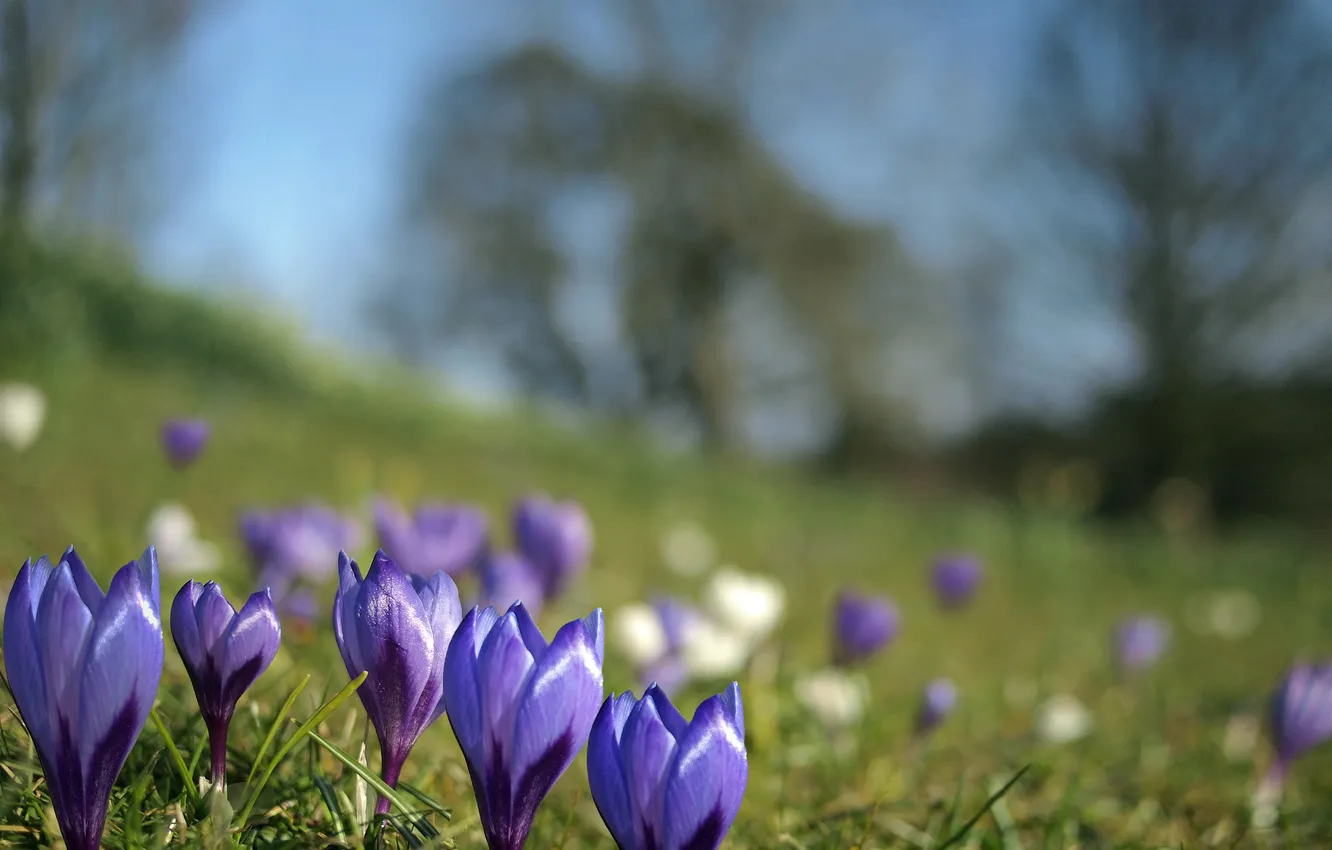 Photo wallpaper flowers, blue, spring, blur, crocuses