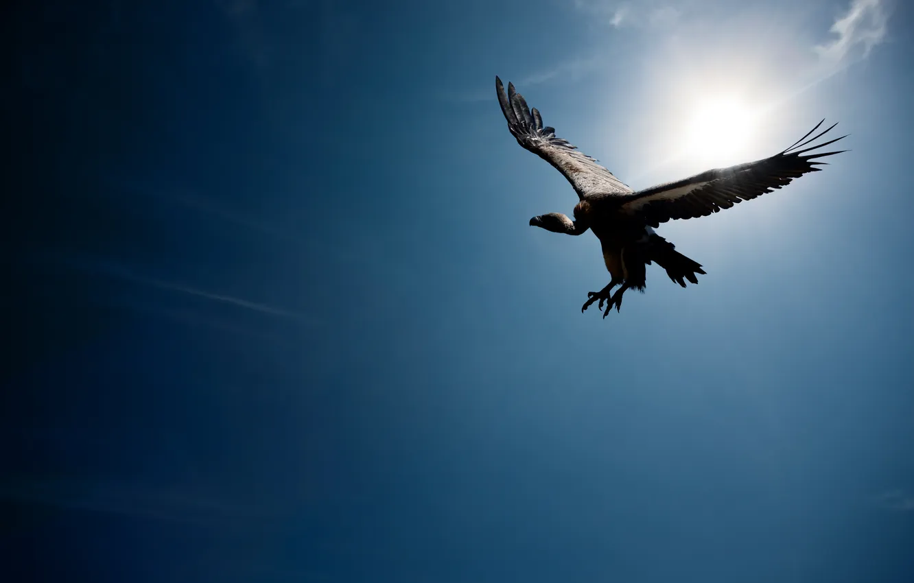 Photo wallpaper the sun, flight, bird, wings, flying, bird, Grif, wings